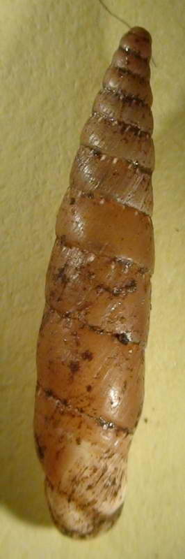 Variazione intraspecifica in Siciliaria gibbula
